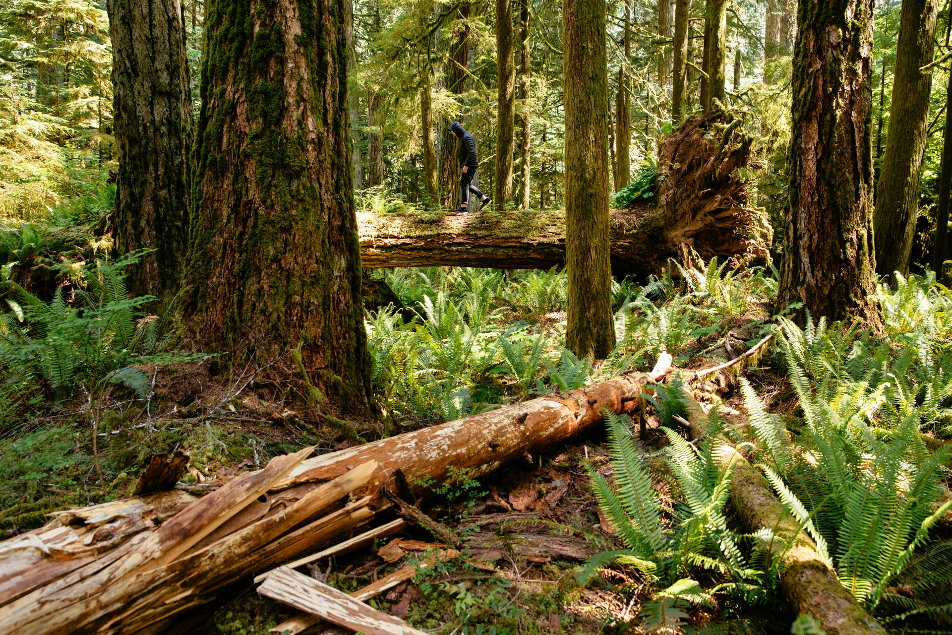 RNSM-SP15-Koreski-18