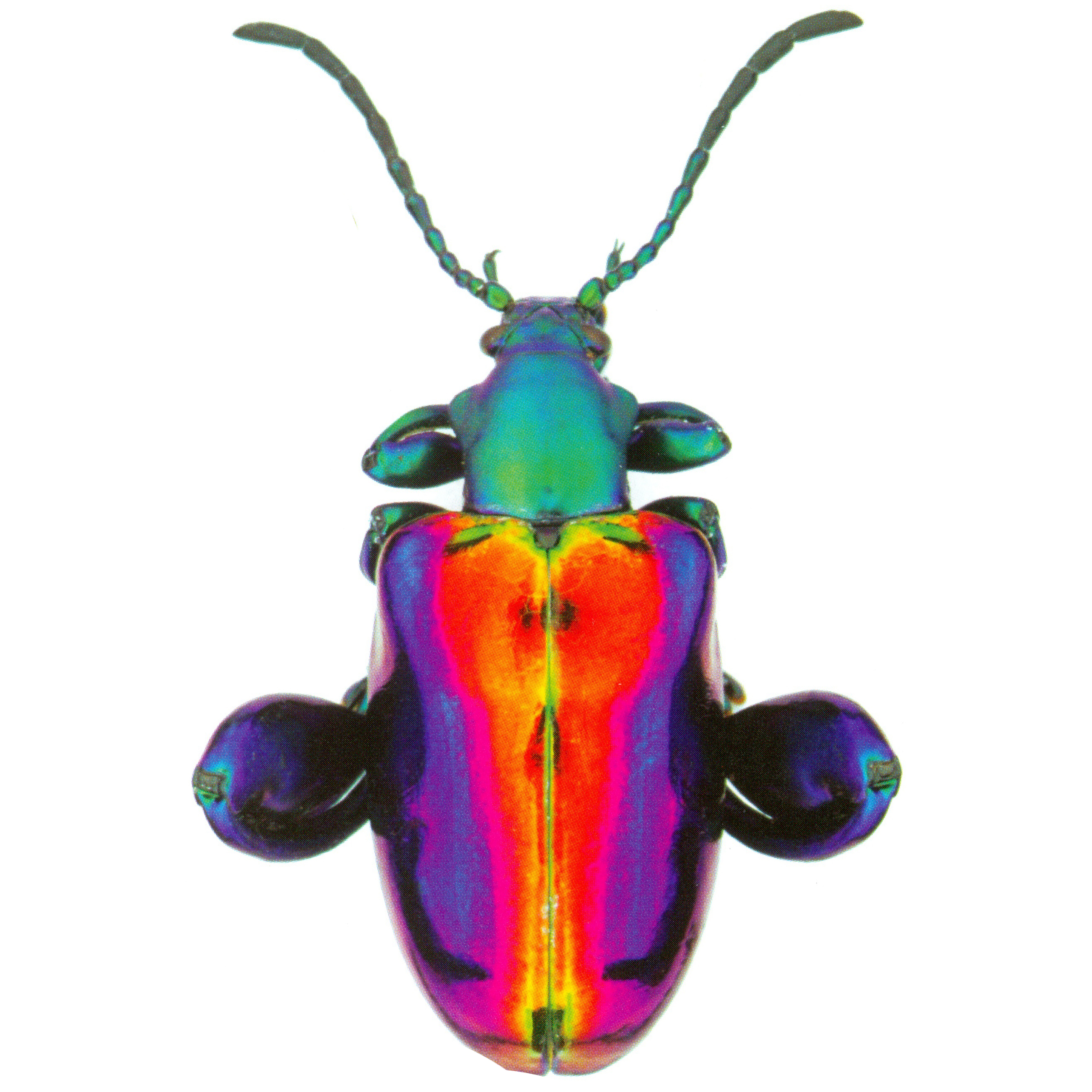 pheromone12_original_4_original